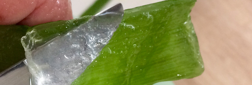 gel d'aloe vera